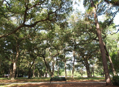 [40-60 foot tall trees full of leaves hade this park. In this image is a bench along the sidewalk.]